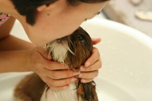 How Often Should A Dog Be Groomed And Bathed?