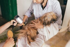 Dog Grooming Tips At Home