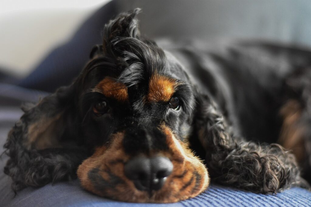 How To Groom A Cocker Spaniel