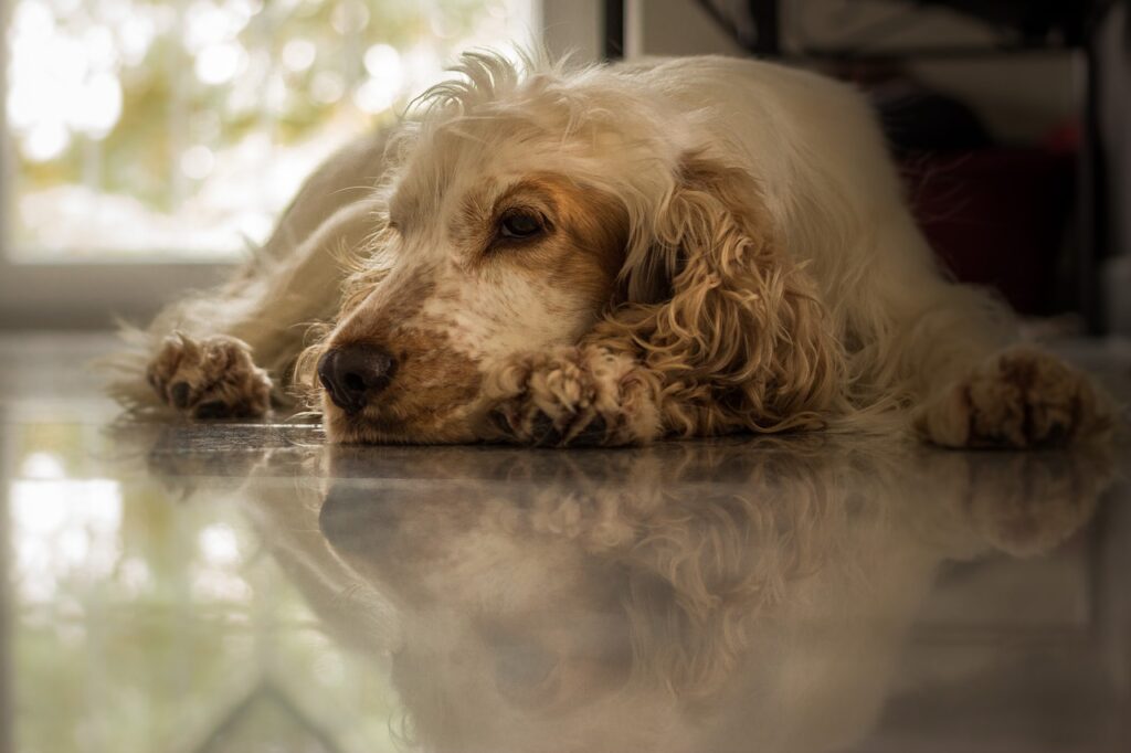 How To Groom A Cocker Spaniel