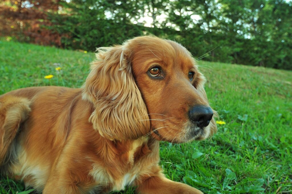 How To Groom A Cocker Spaniel