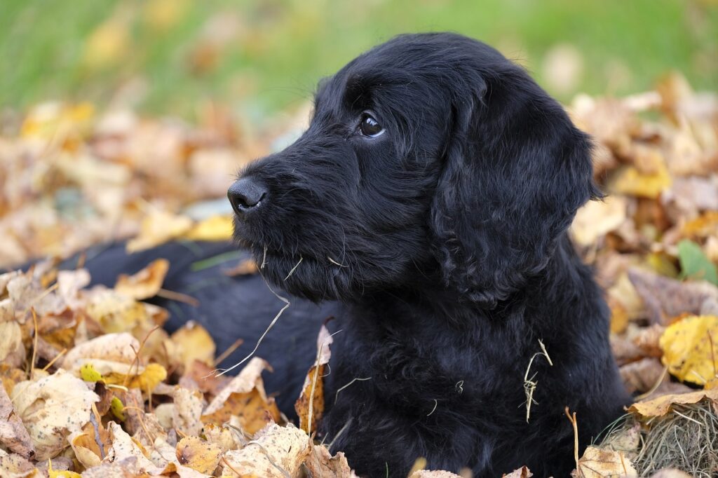 How To Groom A Labradoodle