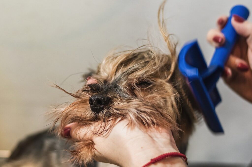 How To Groom A Yorkie