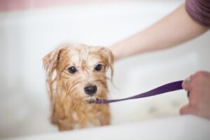 What Is Pet Grooming?