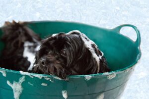 How Often Should A Dog Be Groomed And Bathed