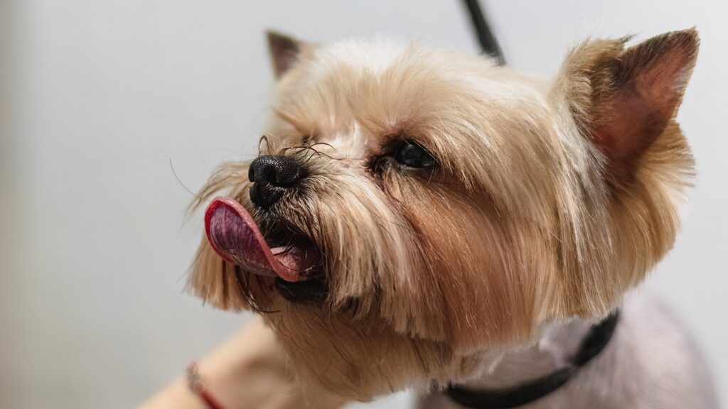 Should You Bathe A Dog Before Or After A Haircut?