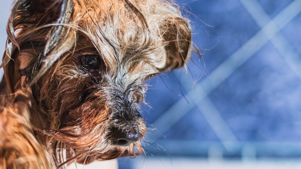 Should You Bathe A Dog Before Or After A Haircut?