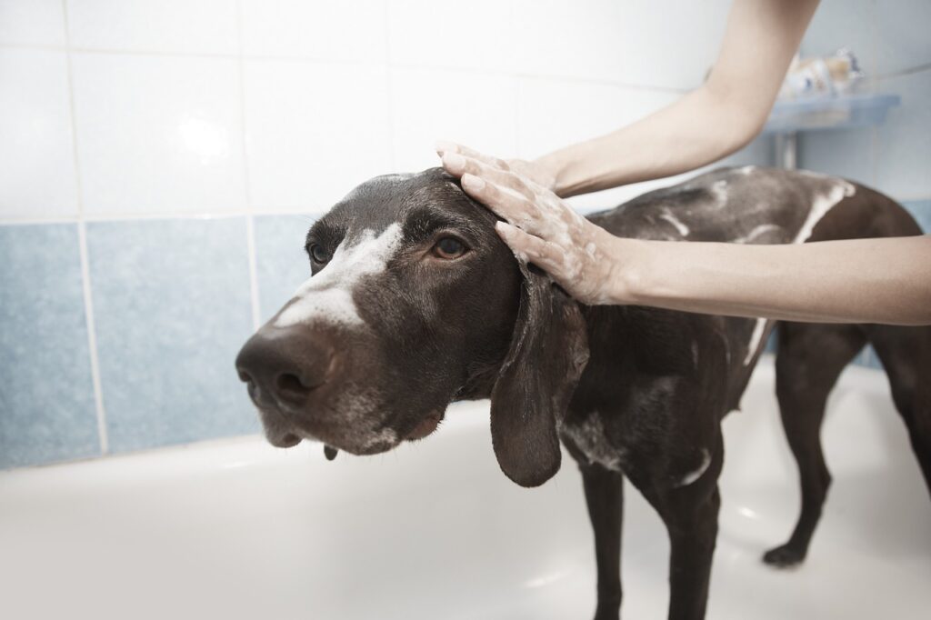 Why Is Dog Grooming Important ?