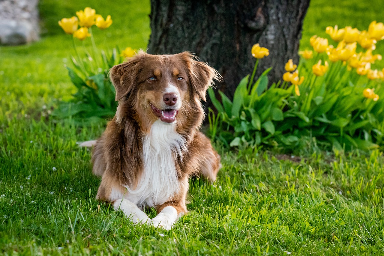 How To Groom An Australian Shepherd?