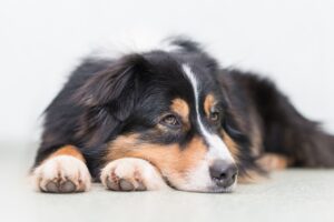 How To Groom An Australian Shepherd