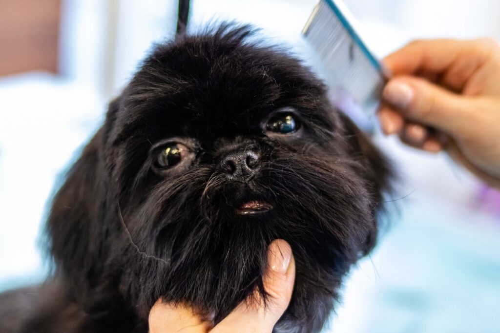 How To Groom A Bichon