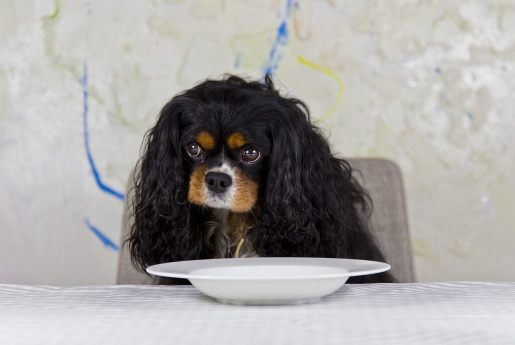 How To Groom A Cavalier King Charles Spaniel