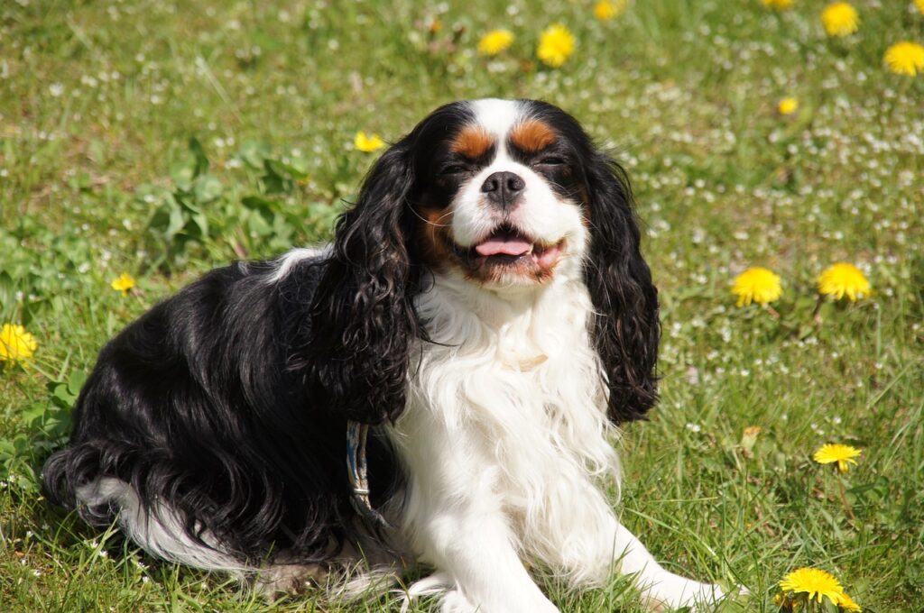 How To Groom A Cavalier King Charles Spaniel