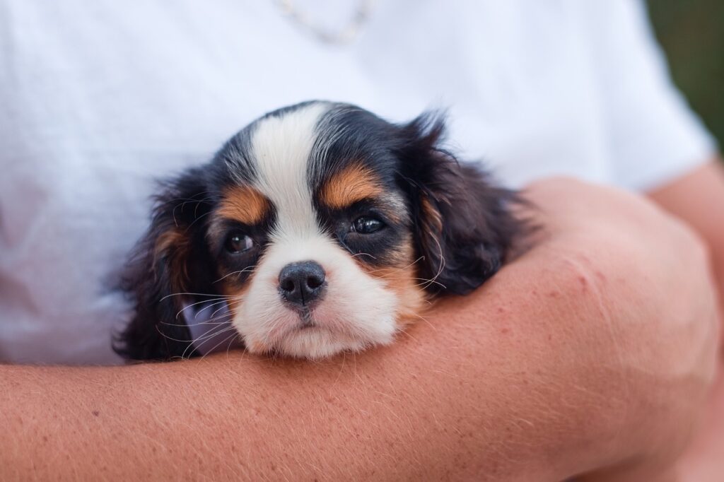 How To Groom A Cavalier King Charles Spaniel