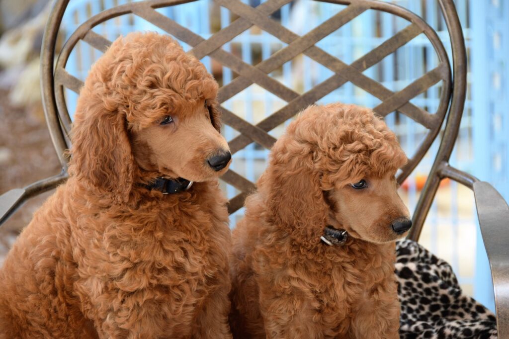 How To Groom A Poodle