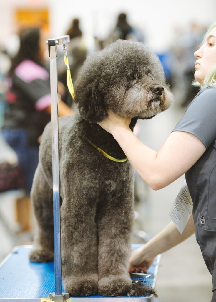 How To Groom A Poodle