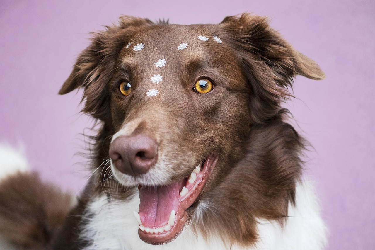 How To Groom A Border Collie
